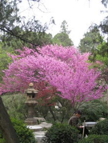 Man Sitting With with Tree Blossoms