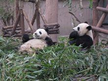 Pandas